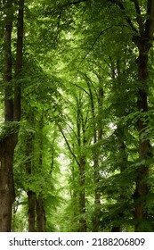 Green Deciduous Tree Alley In A City Park. Estonia. Low Angle View. Atmospheric Summer Scene