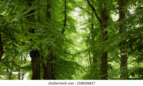 Green Deciduous Tree Alley In A City Park. Estonia. Low Angle View. Atmospheric Summer Scene