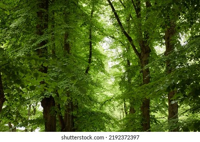 Green Deciduous Tree Alley In A City Park. Estonia. Low Angle View. Atmospheric Summer Scene