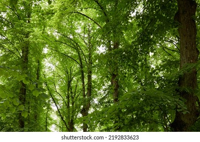 Green Deciduous Tree Alley In A City Park. Estonia. Low Angle View. Atmospheric Summer Scene