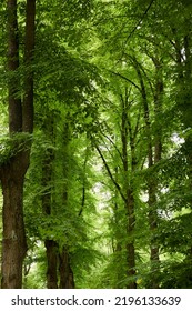 Green Deciduous Tree Alley In A City Park. Estonia. Low Angle View. Atmospheric Summer Scene