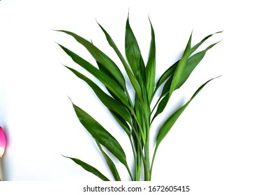 Green decorative leaves, white background