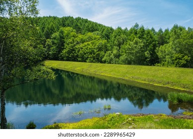 Green deepening trees are reflected in the surface of the water of the pond