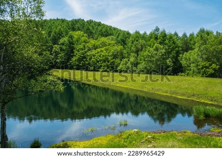 Green deepening trees are reflected in the surface of the water of the pond