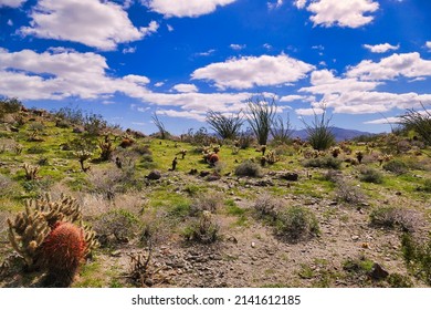 Green desert after winter rains, with chollas, ocotillos and barrel cacti, near Tamarisk Grove in Anza-Borrego Desert State Park, California, USA