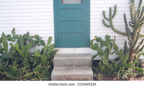 Green desert cactus by white wall of wooden house or bungalow. Garden in mexican or wild west style, California succulent flora floriculture, USA. Big cacti with yellow flowers. Doorway porch and door