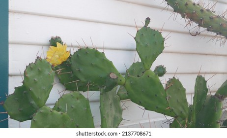 Green desert cactus by white wall of wooden house or bungalow. Garden in mexican or wild west style, California succulent flora floriculture, USA. Big cacti with yellow flowers. Building and greenery.