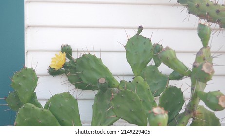 Green desert cactus by white wall of wooden house or bungalow. Garden in mexican or wild west style, California succulent flora floriculture, USA. Big cacti with yellow flowers. Building and greenery.