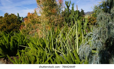 Green Desert Plants