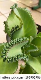 Green Devil's Backbone In The Pot.