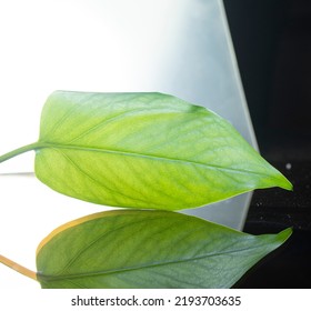 Green Devil's Ivy Leaf. Close Up