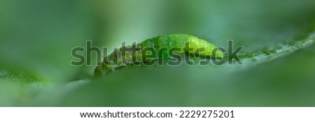 Green Diamondback Moth crawling on blur leaf background.