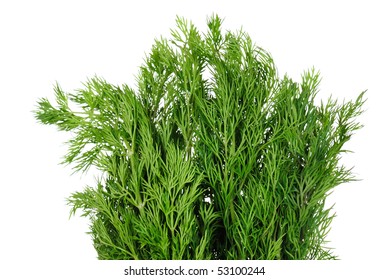 Green dill branches is isolated on white - Shutterstock ID 53100244