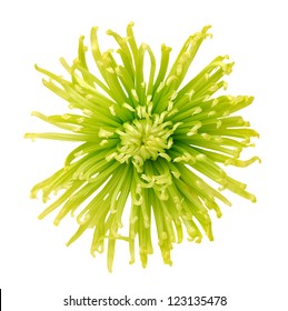 Green Disbud Spider Mum Flower Isolated On White Background