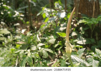 Green dragon flower Arisaema dracontium, Green arum, Green-root - Shutterstock ID 2188471935