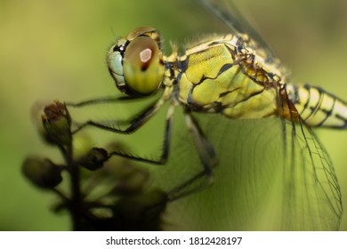 Green Dragon Fly Close Up Shot