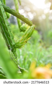 Green Dragon Fruit On Plant, Raw Pitaya Fruit On Tree.