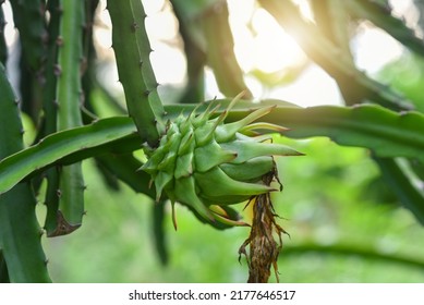 Green Dragon Fruit On Plant, Raw Pitaya Fruit On Tree.