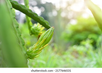 Green Dragon Fruit On Plant, Raw Pitaya Fruit On Tree.