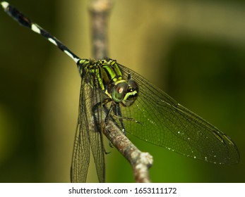 The Green Dragonfly close-up view