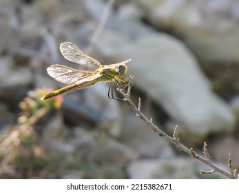 Green Dragonfly On A Twig 