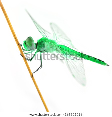 Similar – the queen dragonfly.