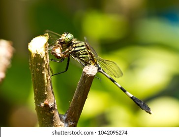 green dragonfly with prey