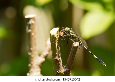 green dragonfly resting on a stick
