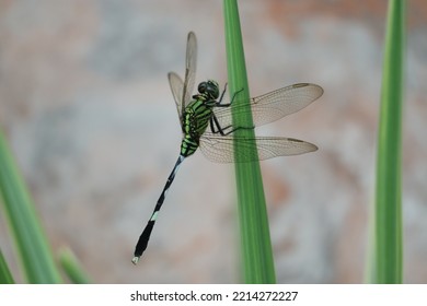 Green Dragonfly View On Branch