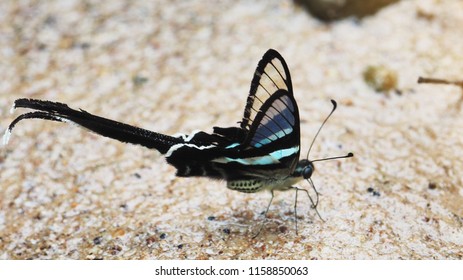 Green Dragontail Butterfly Images Stock Photos Vectors Shutterstock