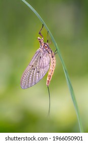 The Green Drake Or Green Drake Mayfly - Ephemera Danica, Is A Species Of Mayfly In The Genus Ephemera