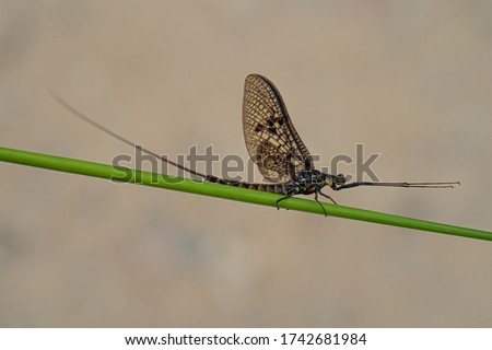 Green Drake Mayfly Ephemera danica male in spring with greengrass field background