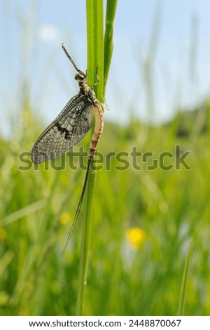 Green drake mayfly (Ephemera danica) newly emerged on a riverside grass stem, Wiltshire, England, United Kingdom, Europe