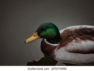 Green Drake On The Lake