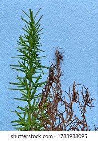 Green And Dried Plant, One Is Dead Other Still Alive With Blue Background