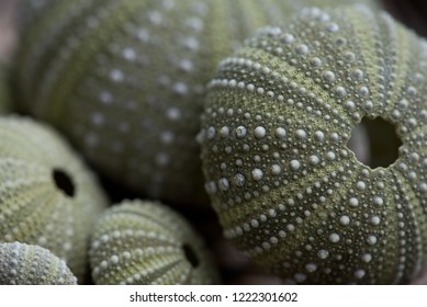 Green Sea Urchin Images Stock Photos Vectors Shutterstock