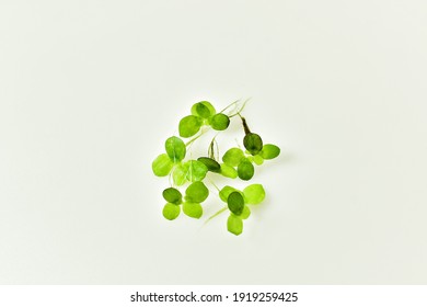 Green Duckweed Close Up Picture On White Background We Can See The Detail More Clearly