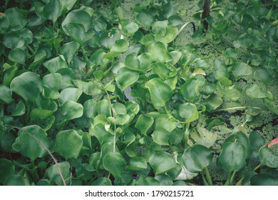 Green Duckweed Plants And Water Hyacinth For Wastewater Nutrient Recovery. Top View