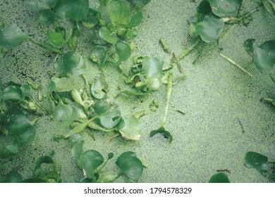 Green Duckweed Plants And Water Hyacinth For Wastewater Nutrient Recovery. Top View