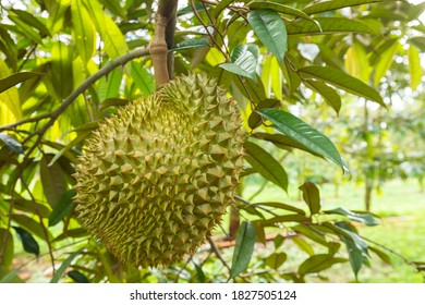 green durian fruit on tree in farm