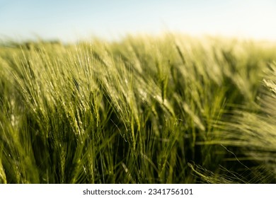 Green ears of barley on the agricultural field in summer. Landscape view on a barley field. Agricultural field with young green barley sprouts.