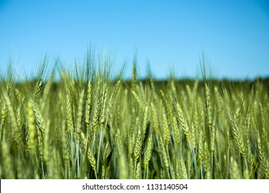 Green Ears Of Triticale