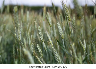 Green Ears Of Triticale In The Field