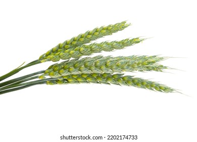 Green Ears Of Wheat Isolated On White Background