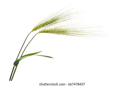 23,634 Green wheat spike Images, Stock Photos & Vectors | Shutterstock