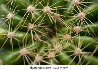Green echinopsis calochiroa cactus on natural background