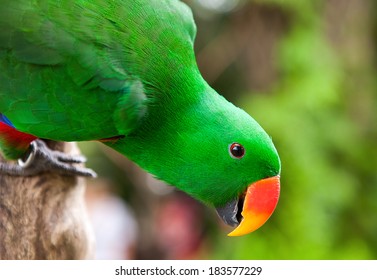 Pappagallo Di Eclectus Images Stock Photos Vectors Shutterstock