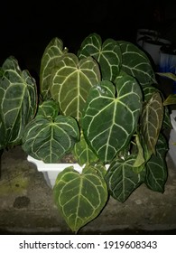 Green Elephant Ear Flower Is Very Beautiful
