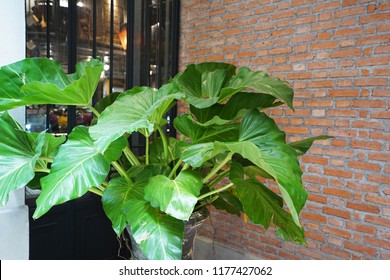 Green Elephant Ear Plant In Ceramic Pot