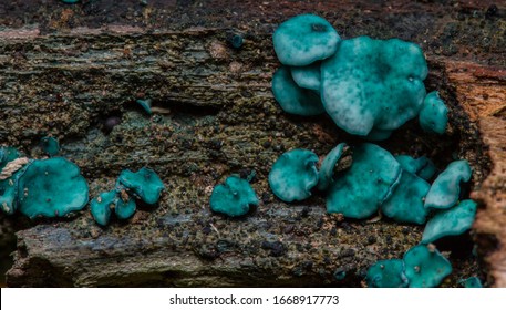 24 Green Woodcup Images, Stock Photos & Vectors | Shutterstock